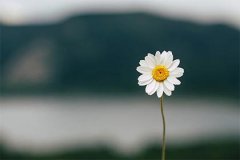 走比肩大运偏财流年启示