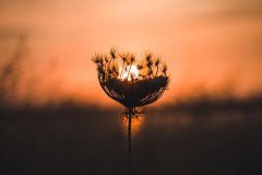五行属水的龙能养鱼吗？解读养鱼风水的奥秘