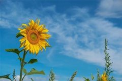 食神格身弱偏印为喜用神_正印格和偏印格的成格条件