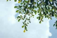 属龙凌晨4点出生男孩：五行喜土的吉祥名字推荐